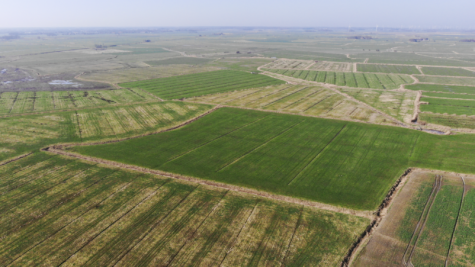 Zukunft sichern mit Land – Ländereien in Dornum-Nesse - Fläche 2 (42452)