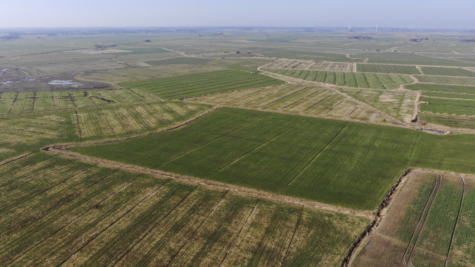 Land-/Forstwirtschaft in Dornum - Fläche 2 (42403)